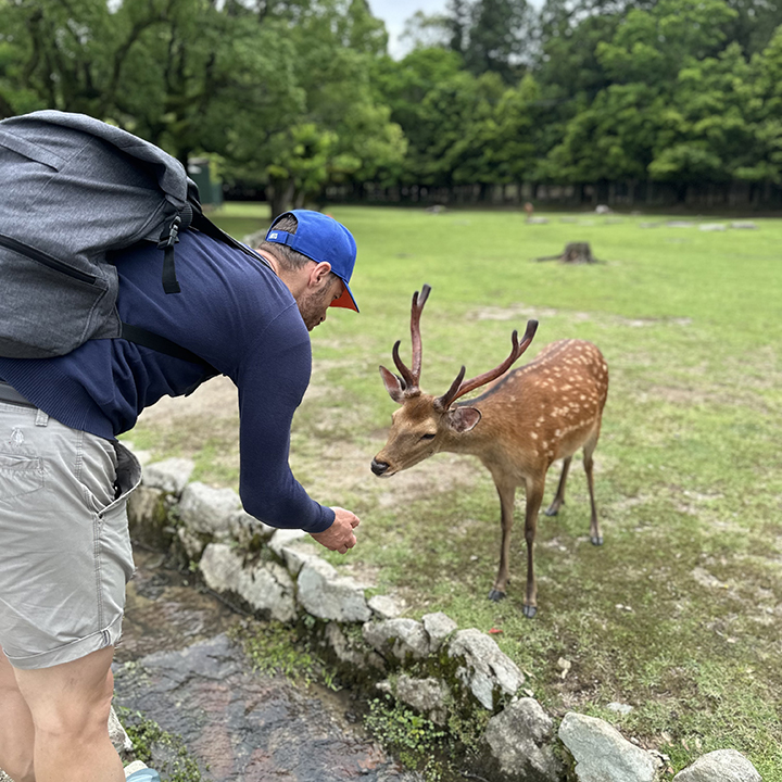 cervi a Nara